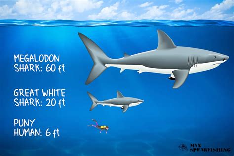 biggest megalodon in the world|Megalodon, the largest shark ever, may have been a long, .